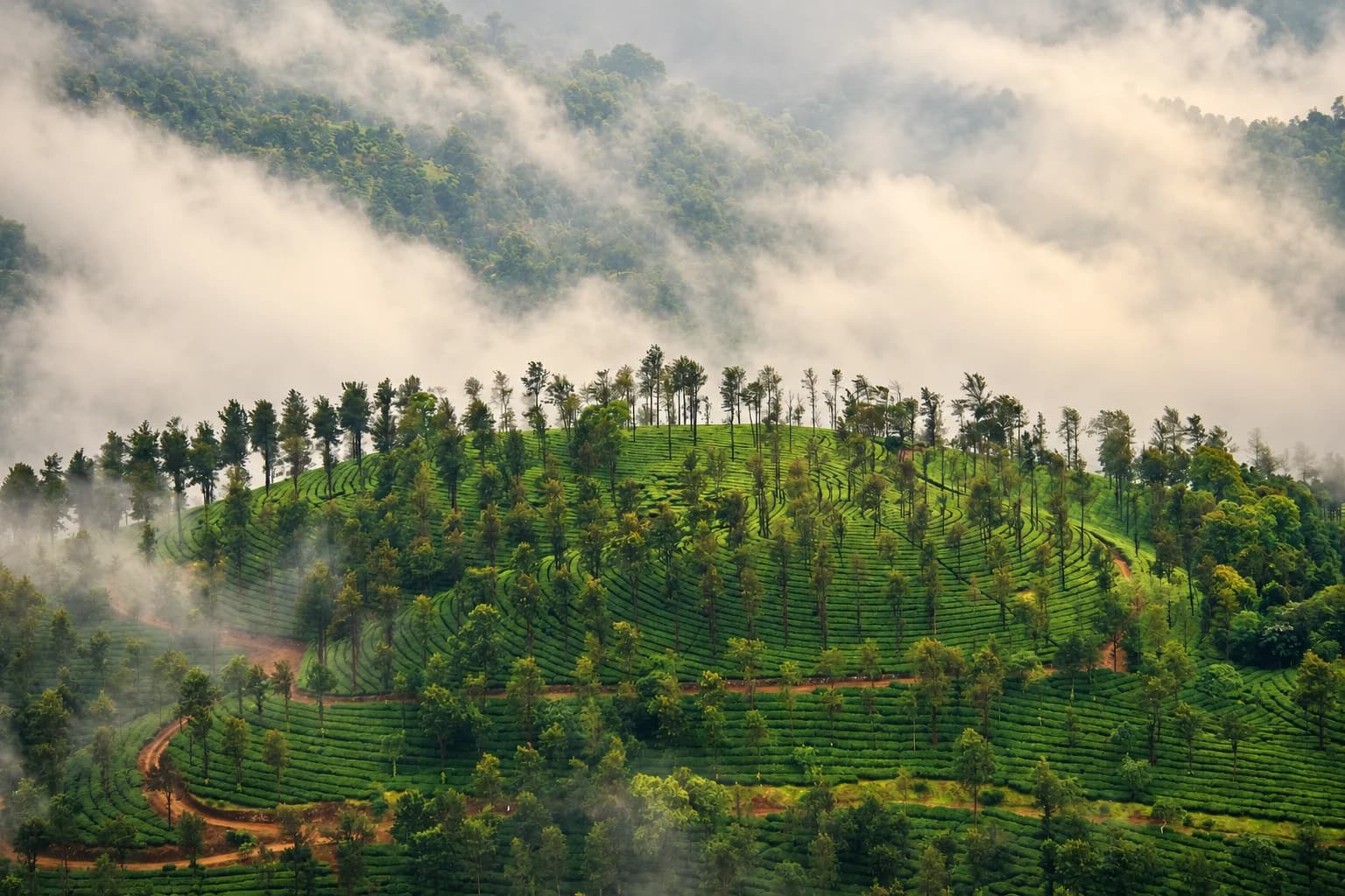Mist over a tea plantation in Wayanad