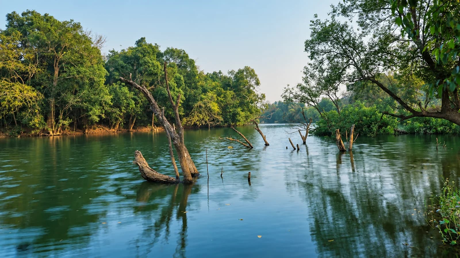 Trees and river channels at Kuruva Island