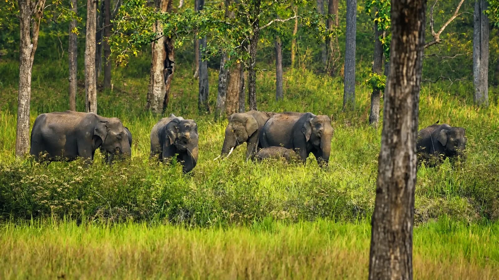 Elephants among the trees at Muthanga Wildlife Sanctuary