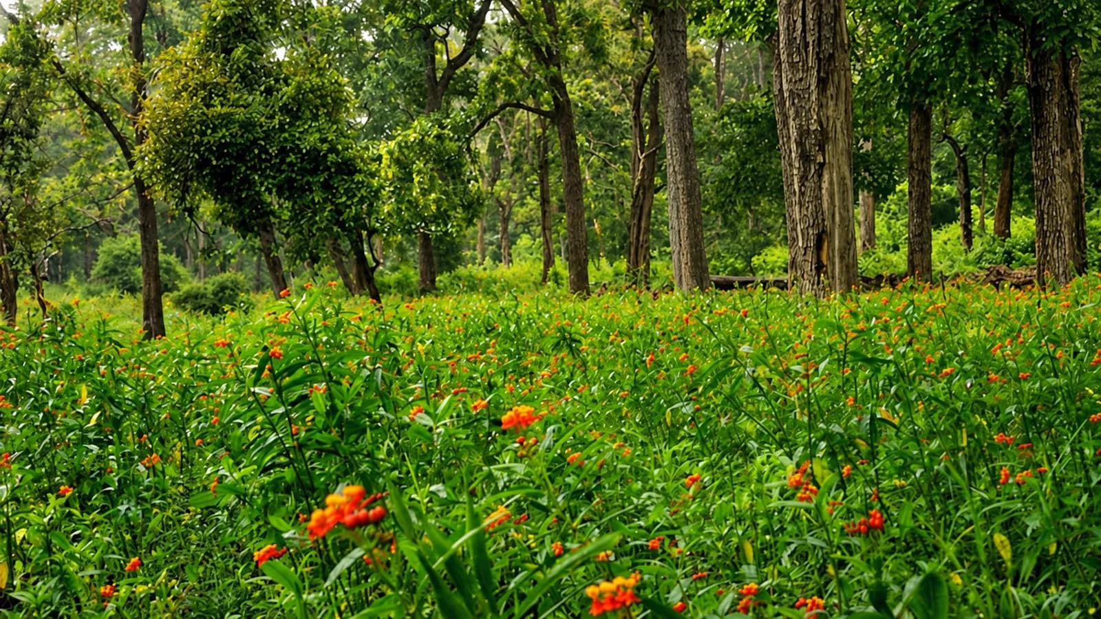 Forest and flowering undergrowth at Tholpetty